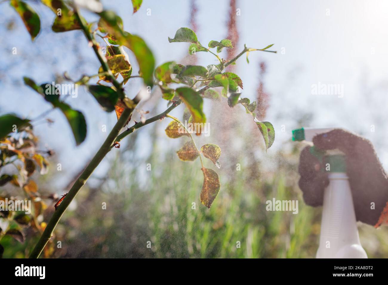 Protecting plants from fungus. Gardener sprays roses with fungicide in