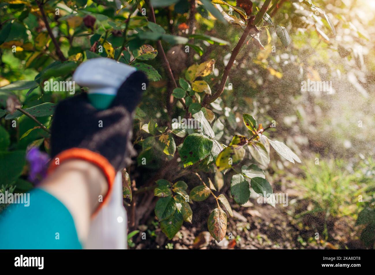 Protecting plants from fungus. Gardener sprays roses with fungicide in