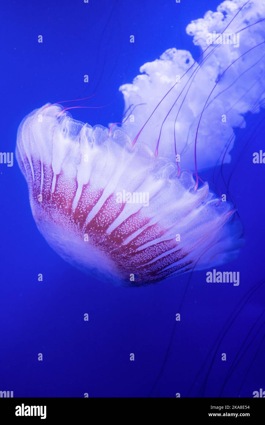 South American sea nettle (Chrysaora plocamia), L'Oceanografic (Oceanarium), Valencia, Spain Stock Photo