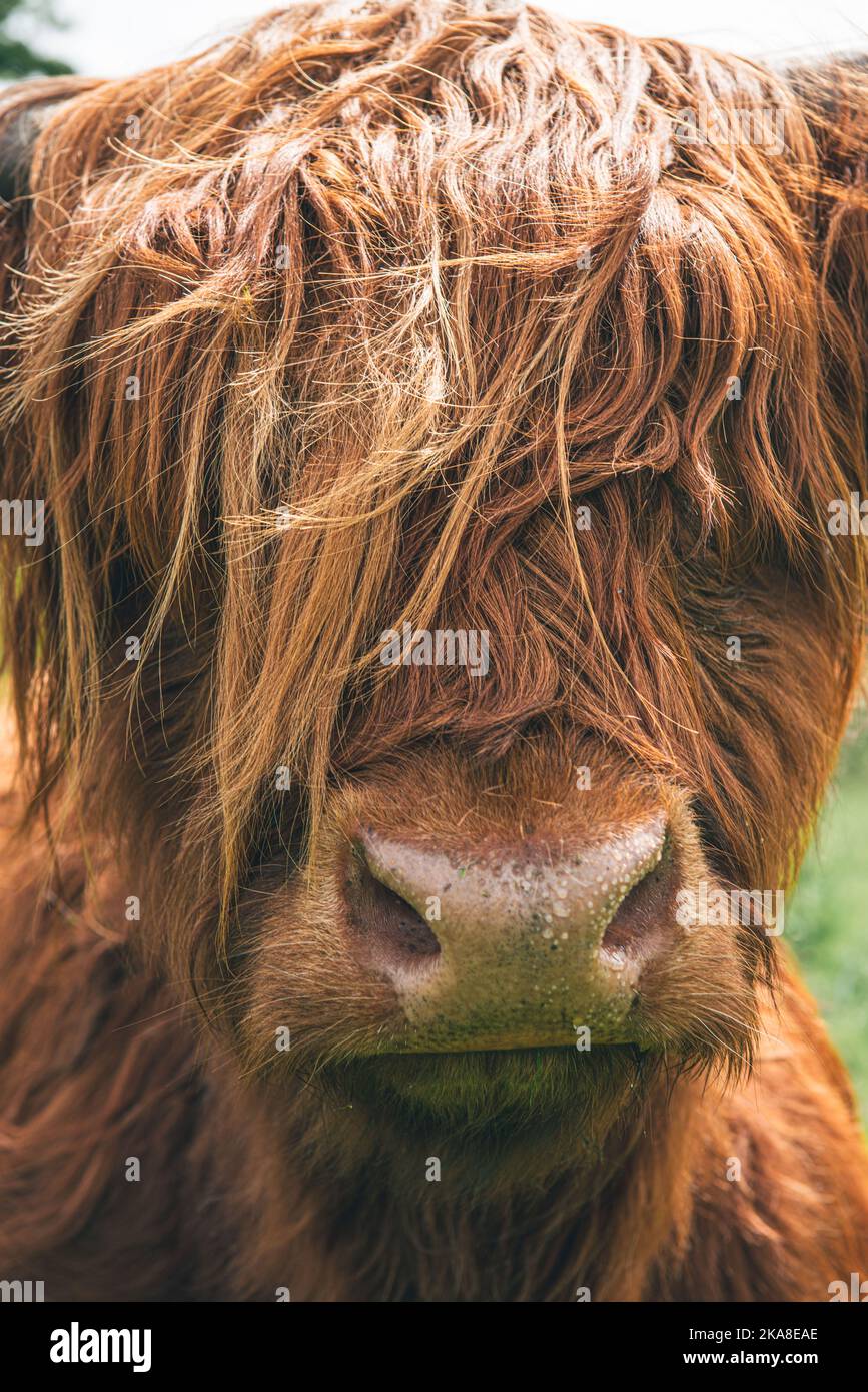 A vertical shot of a Scottish Highland Cow in a farm Stock Photo - Alamy