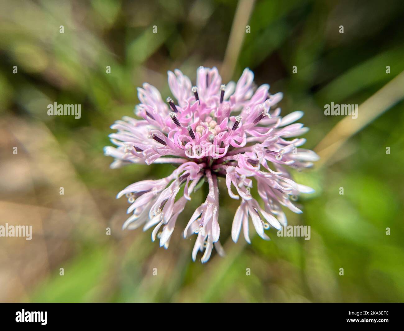 A selective focus shot of marshallia mohrii in the garden Stock Photo