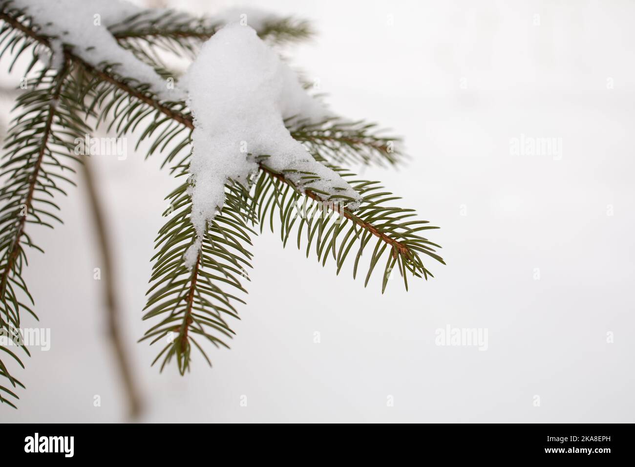A closeup shot of a needle fir covered with snow on the blurry background Stock Photo