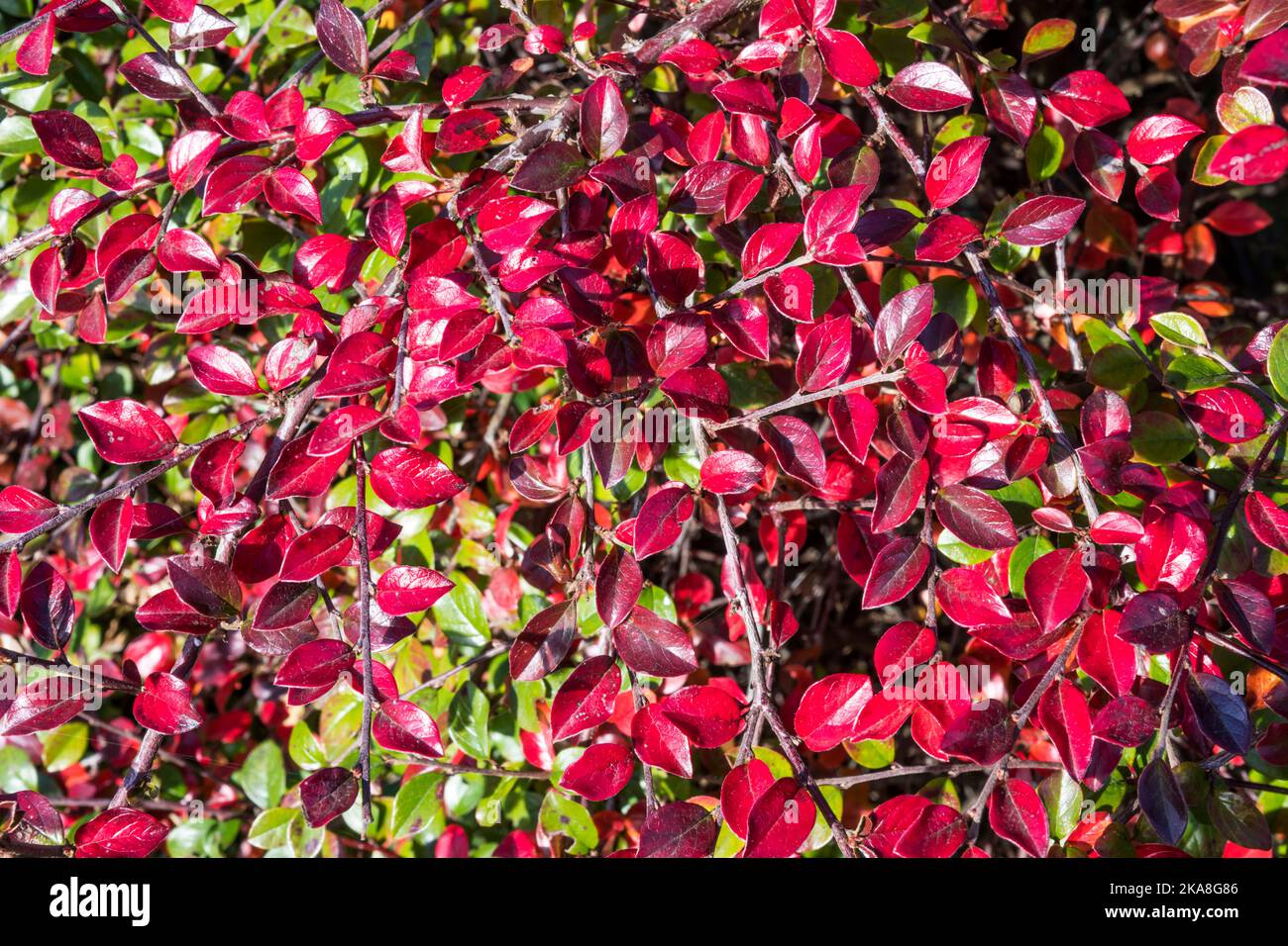 Red cotoneaster leaves in autumn. Stock Photo