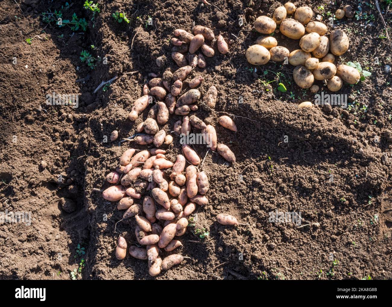 A pile of freshly dug up pink fir apple and Vivaldi potatoes, Solanum tuberosum.  Left in the sun to set or harden the skin - curing. Stock Photo