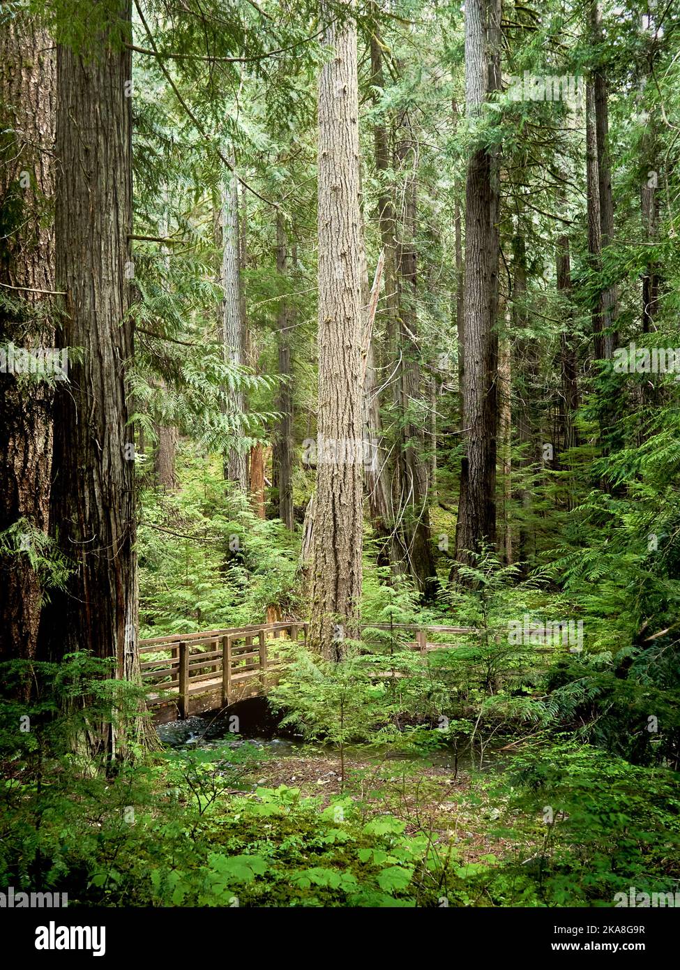 A bridge over a small stream amongst tall trees in a Pacific Northwest rainforest Stock Photo