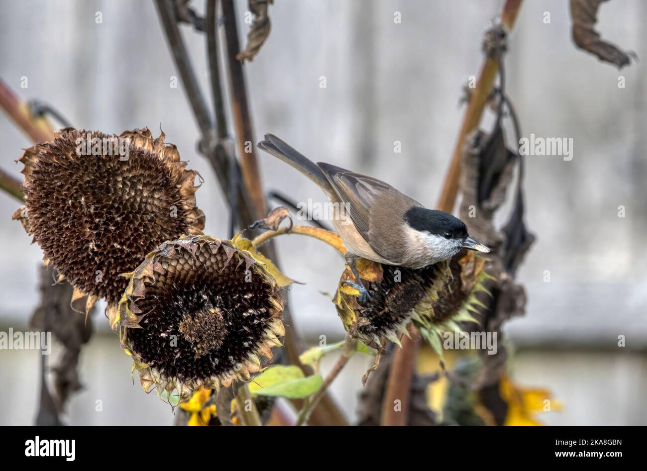 Marsh tit , Poecile palustris, perched on dried sunflower seedheads with seed in beak. Stock Photo