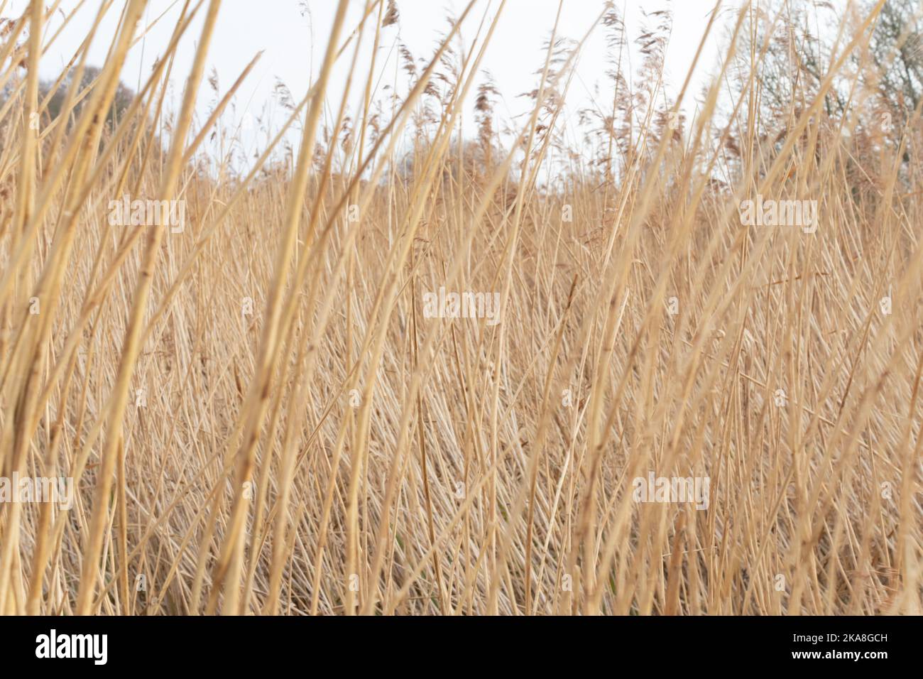 Reed grasses with colour tone hi-res stock photography and images - Alamy
