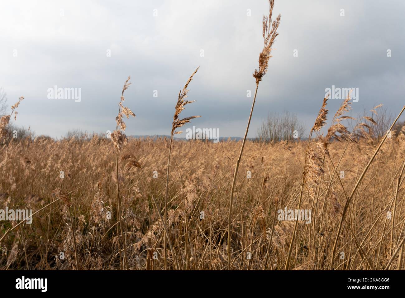 Reed grasses with colour tone hi-res stock photography and images - Alamy