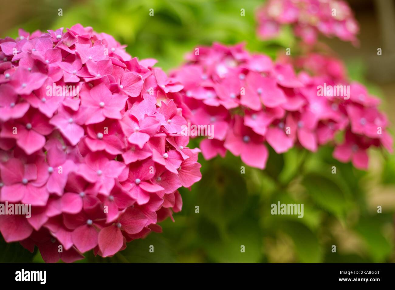 Close up vivid pink hortensia fresh flowers blur background Stock Photo ...