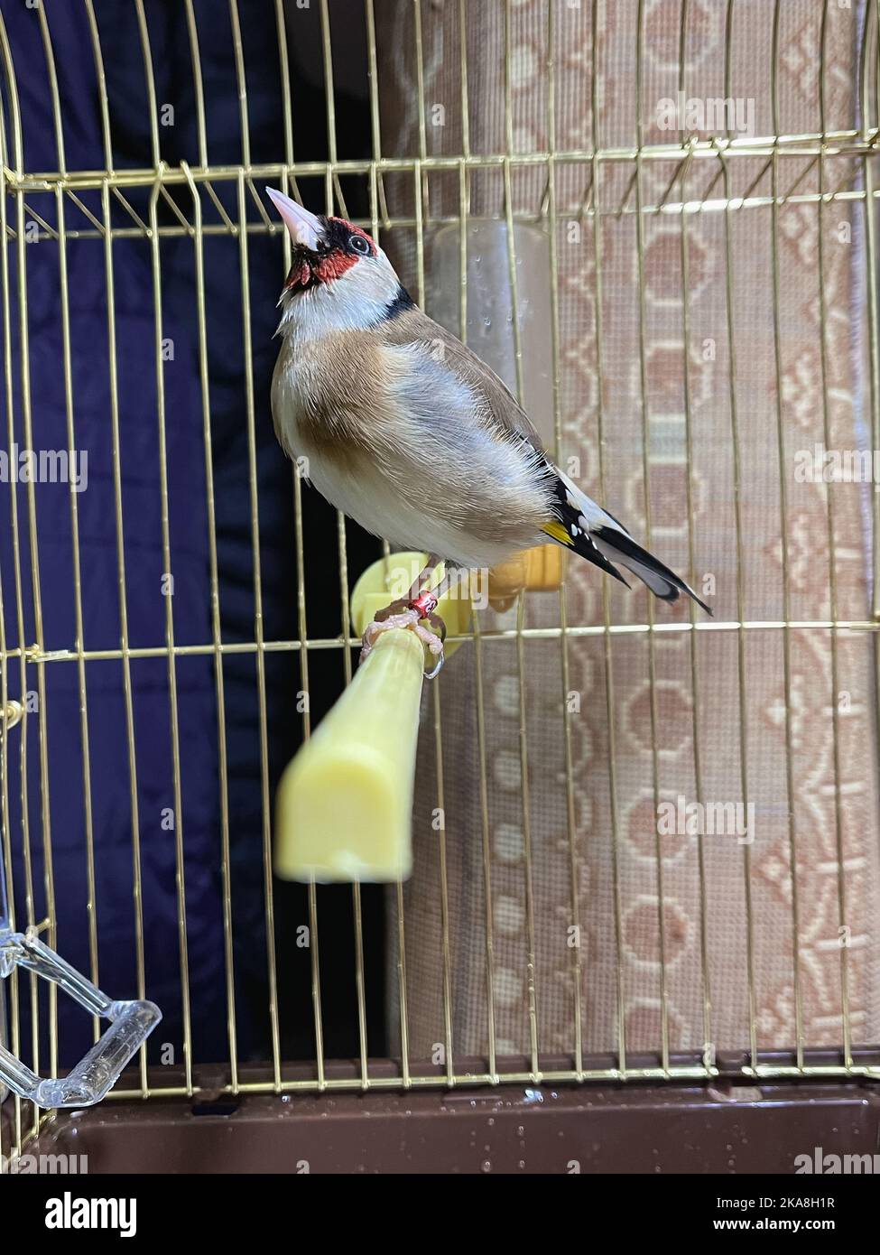 Single GoldFinch bird inside a small cage indoors Stock Photo Alamy