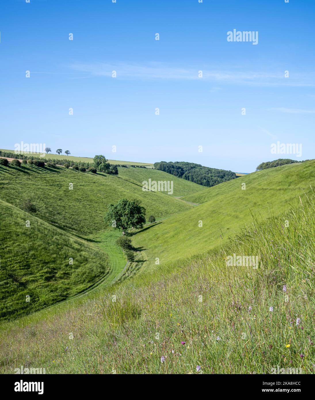 Wild flowers in Horsedale on the Yorkshire Wolds Stock Photo Alamy