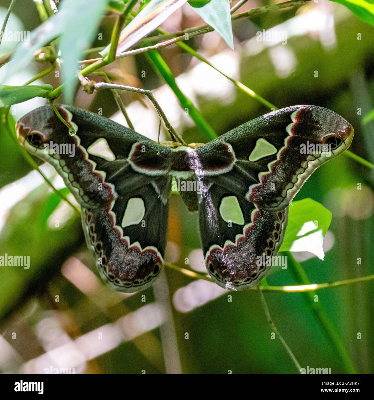Butterfly saturniidae hi-res stock photography and images - Alamy