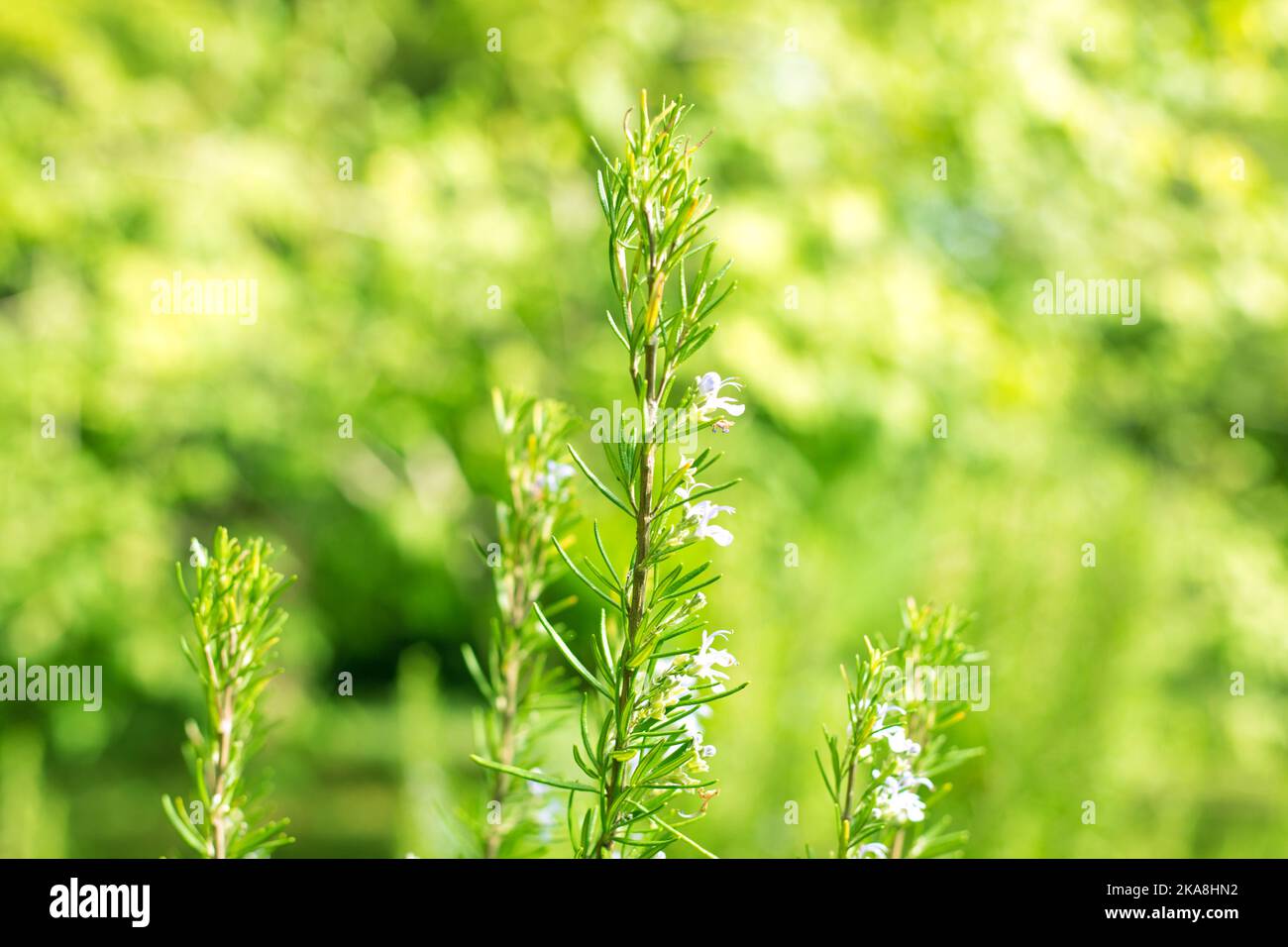 Rosemary Plant Close Up Blur Background. Salvia Rosmarinus Field Stock Photo