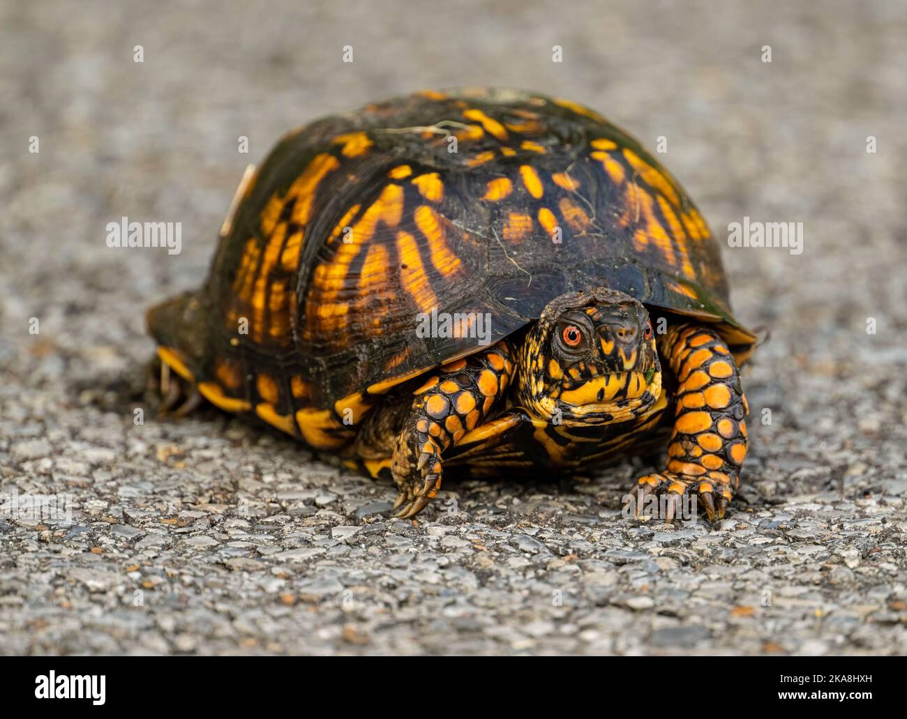 Eastern box turtle species hi-res stock photography and images - Alamy