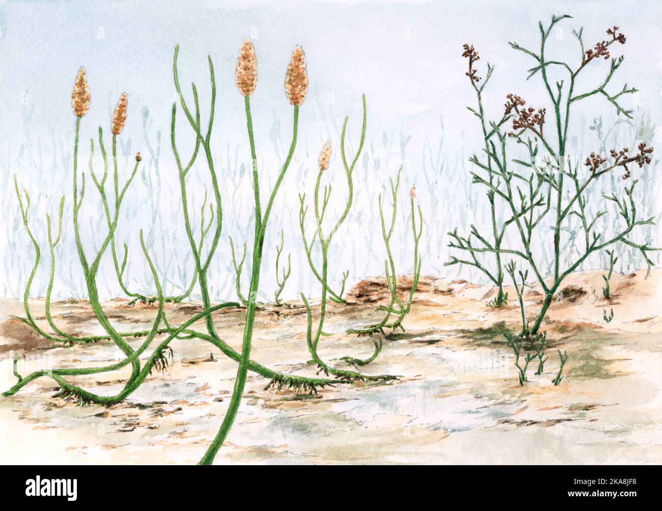 Devonian plants (Aglaophyton and Psilophyton). Watercolor on paper. Stock Photo