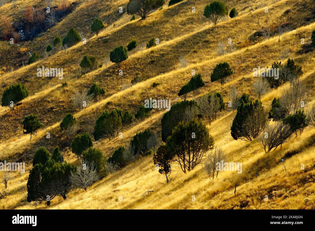 Image Examples Things With Ridges Mountainside landscape of mountain with ridges and old trees golden ...