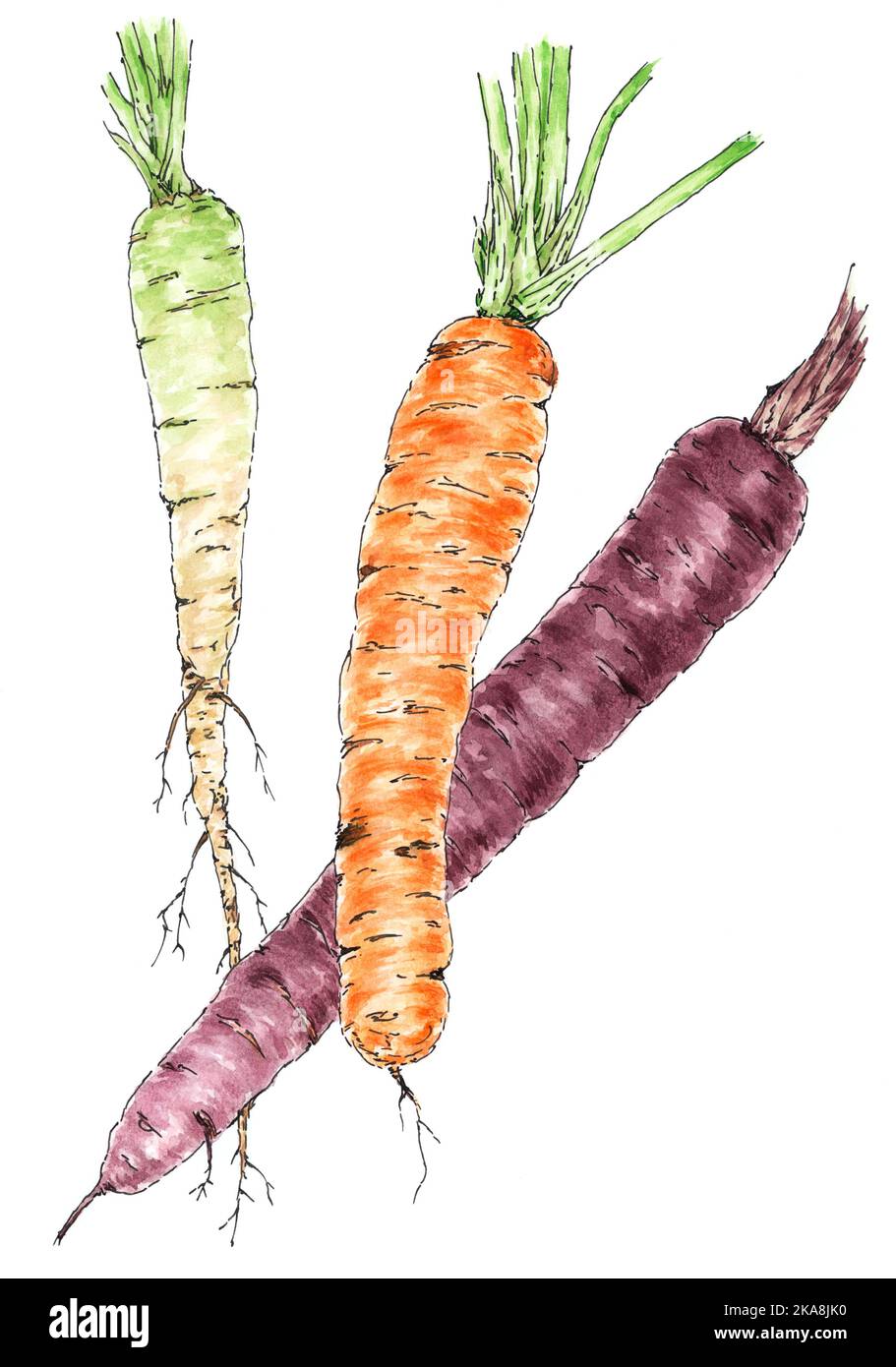 Carrot (Daucus carota subsp. sativus) roots botanical drawing. Ink and watercolor on paper. Stock Photo