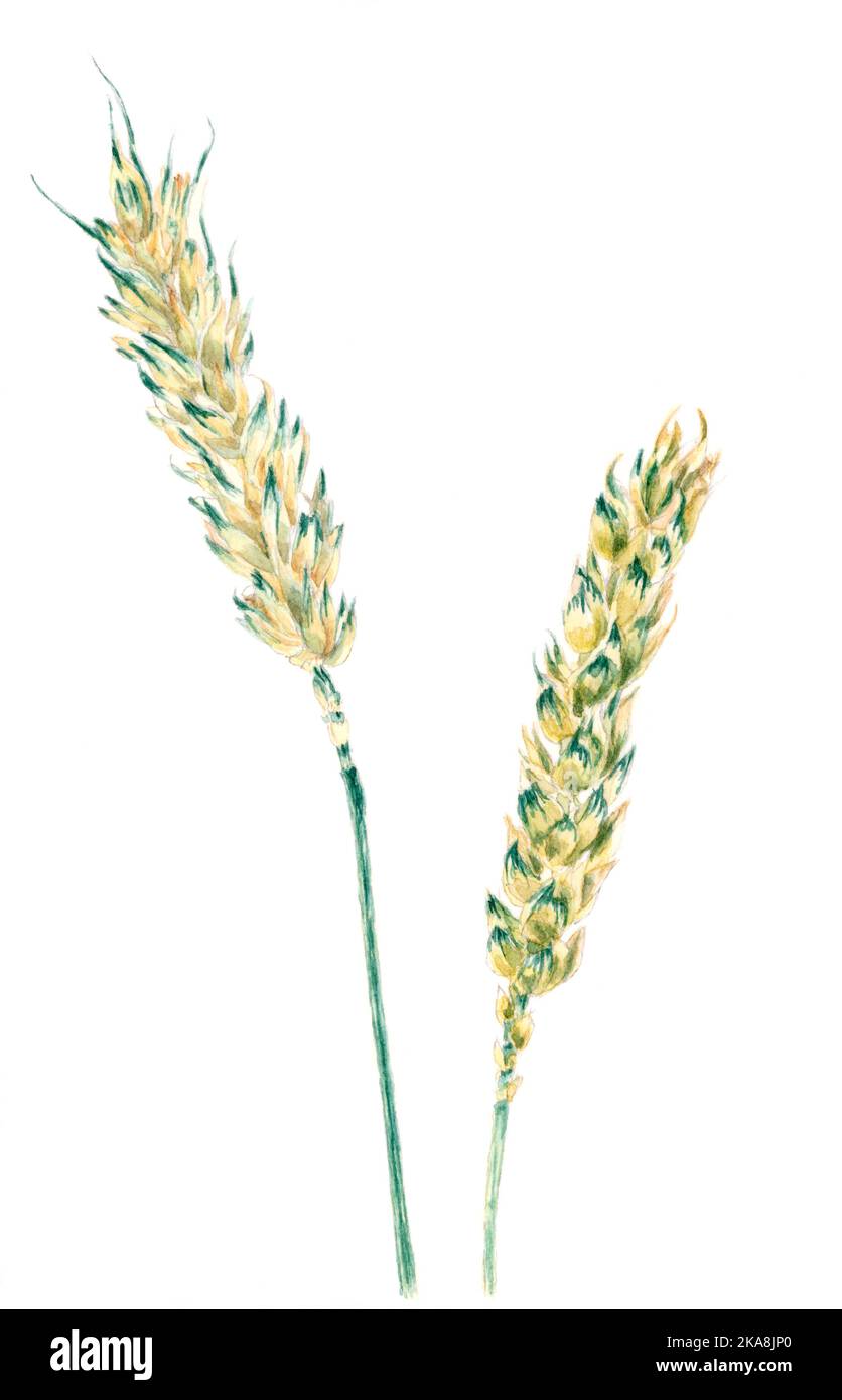 Ears of Common wheat (Triticum aestivum) botanical drawing. Watercolor on paper. Stock Photo