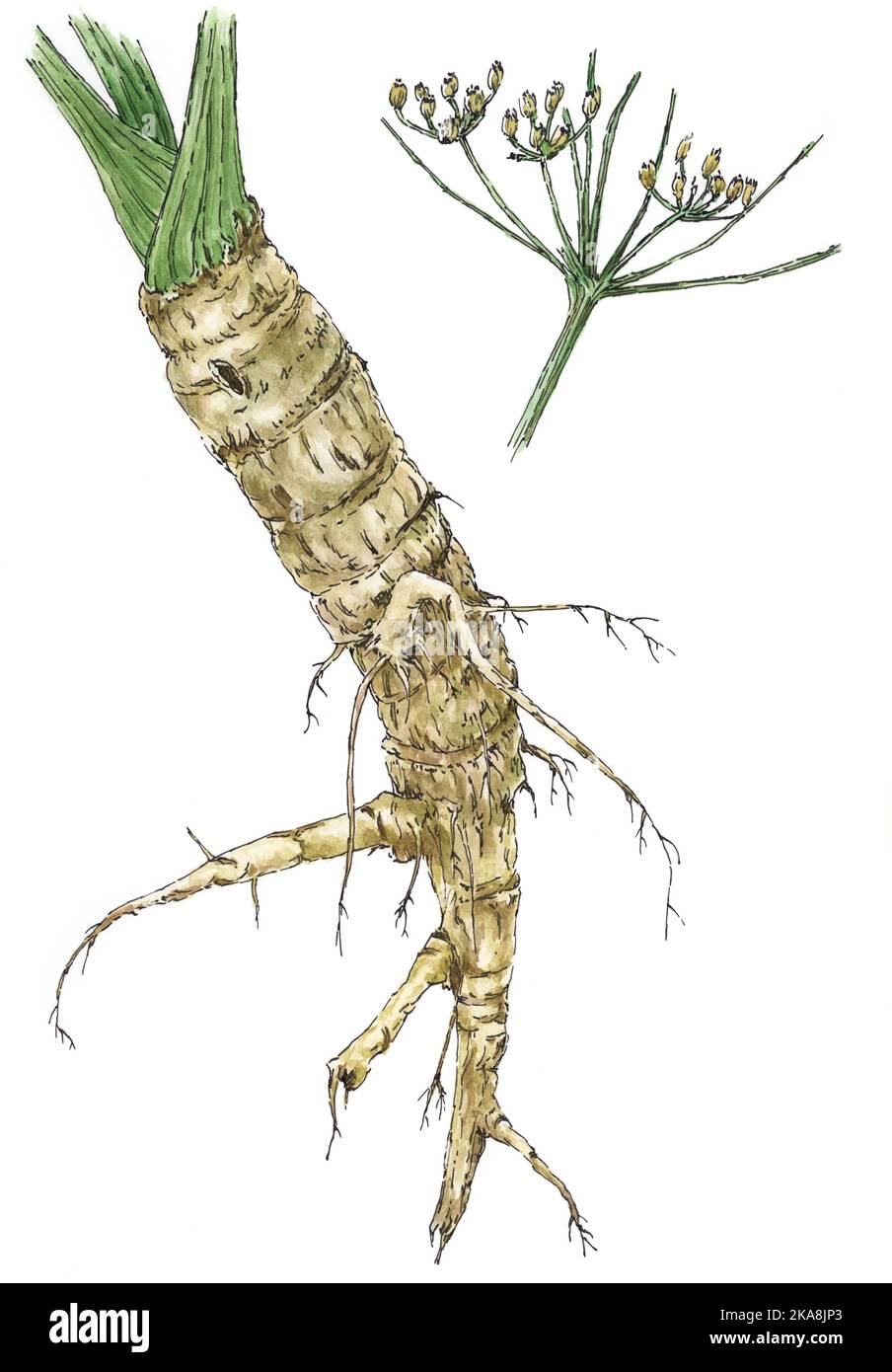 Parsnip (Pastinaca sativa) root and fruits. Ink and watercolor on paper. Stock Photo