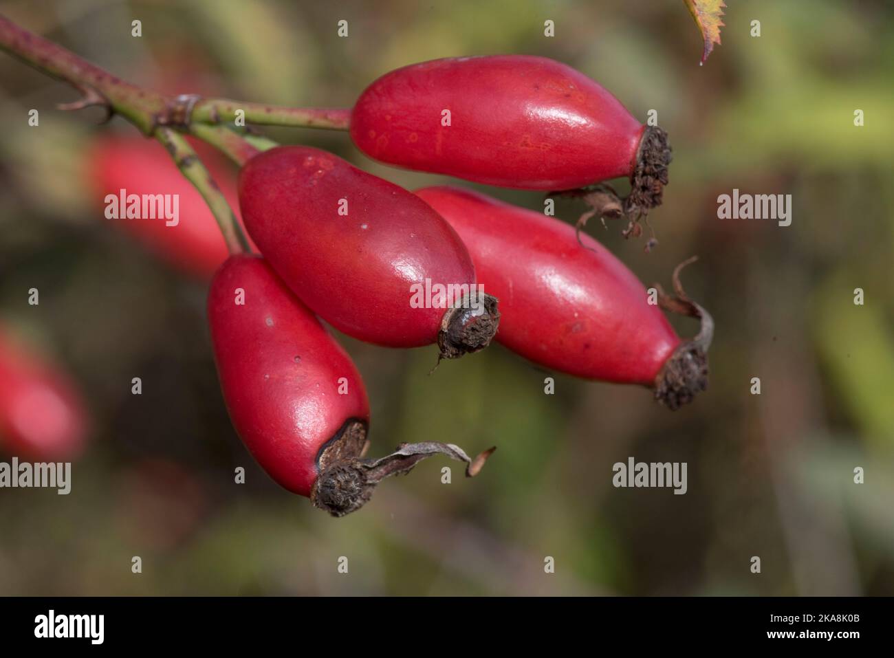 Ripe red rose hips, rosehips, haw or hep fruit of a dog rose (Rosa canina) on a briar in early autumn, Berkshire, October Stock Photo