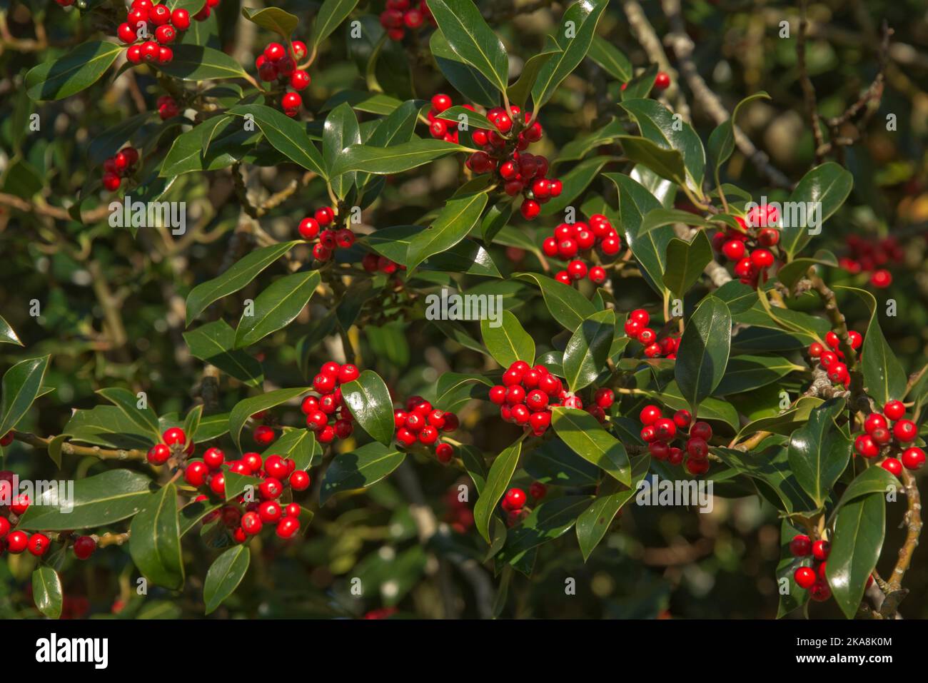 Ripe red holly (Ilex aquifolium) berries among upper most non-spiky leaves on the tree in early autumn, Berkshire, October Stock Photo