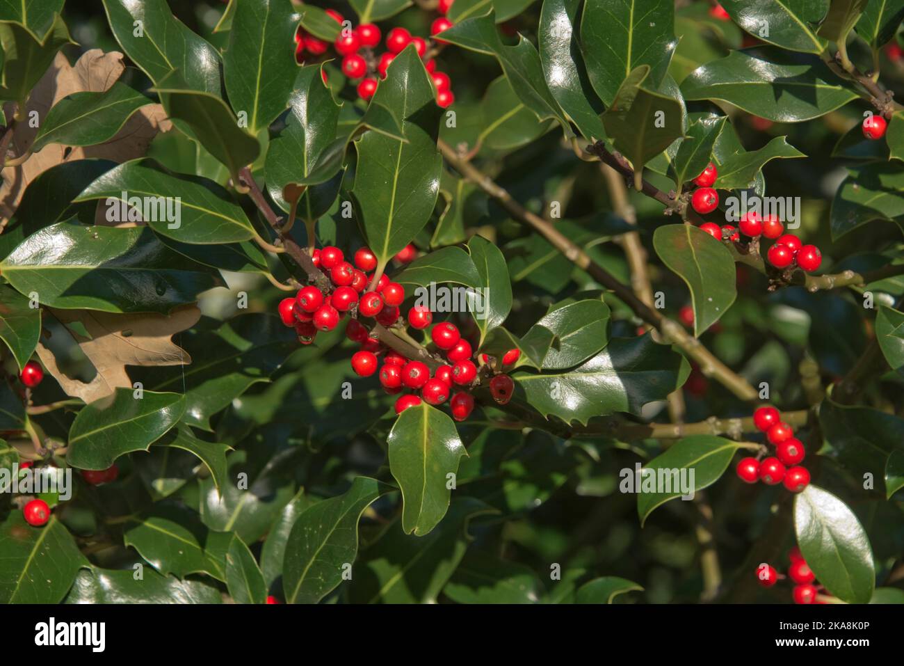 Ripe red holly (Ilex aquifolium) berries among upper most non-spiky leaves on the tree in early autumn, Berkshire, October Stock Photo