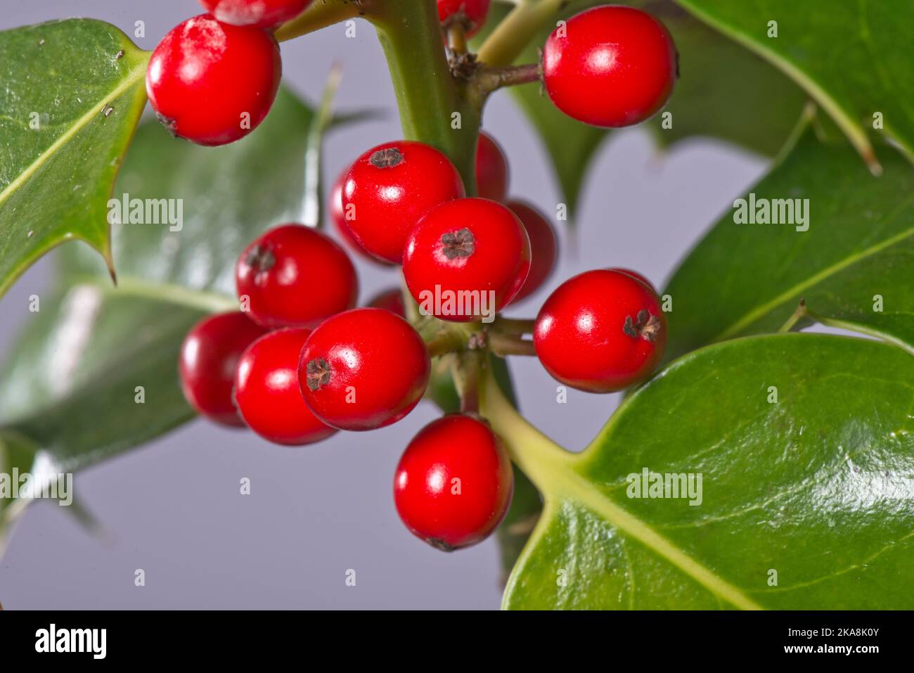 Ripe red holly (Ilex aquifolium) berries among upper most non-spiky leaves on the tree in early autumn, Berkshire, October Stock Photo