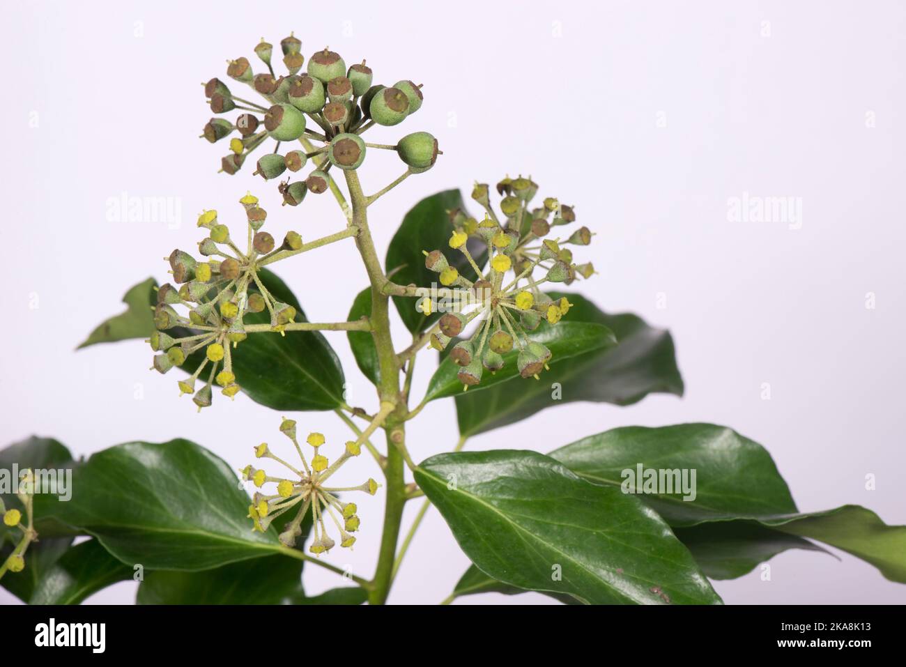 Young fruit and leaves of young ivy (Hedera helix) old flowers and early fruit in autumn growing to provide food for animals late in the year. Stock Photo