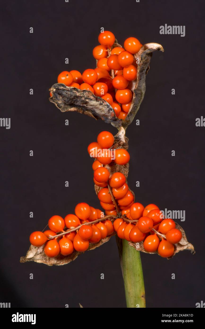 Orange seeds of stinking iris, roast-beef plant, gladdon, gladwin iris (Iris foetidissima) in an opened seed case in autumn, berkshire, October Stock Photo