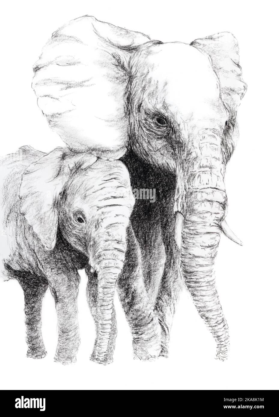 Walking elephants black and white hires stock photography and images