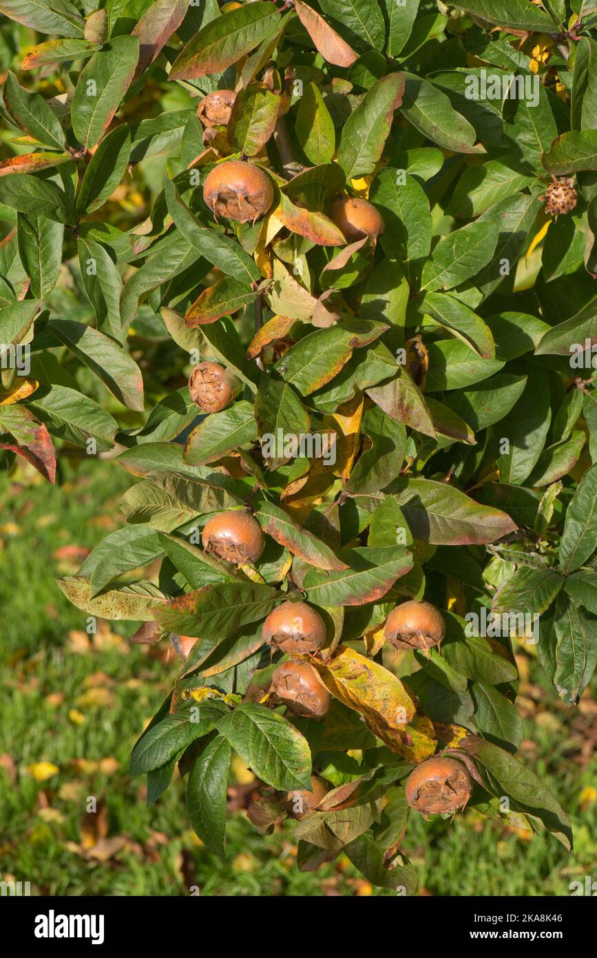 Mature medlar (Mespilus germanica) full grown fruit, which is bletted before using, on the tree with leaves in autumn colour, Berkshire, October Stock Photo