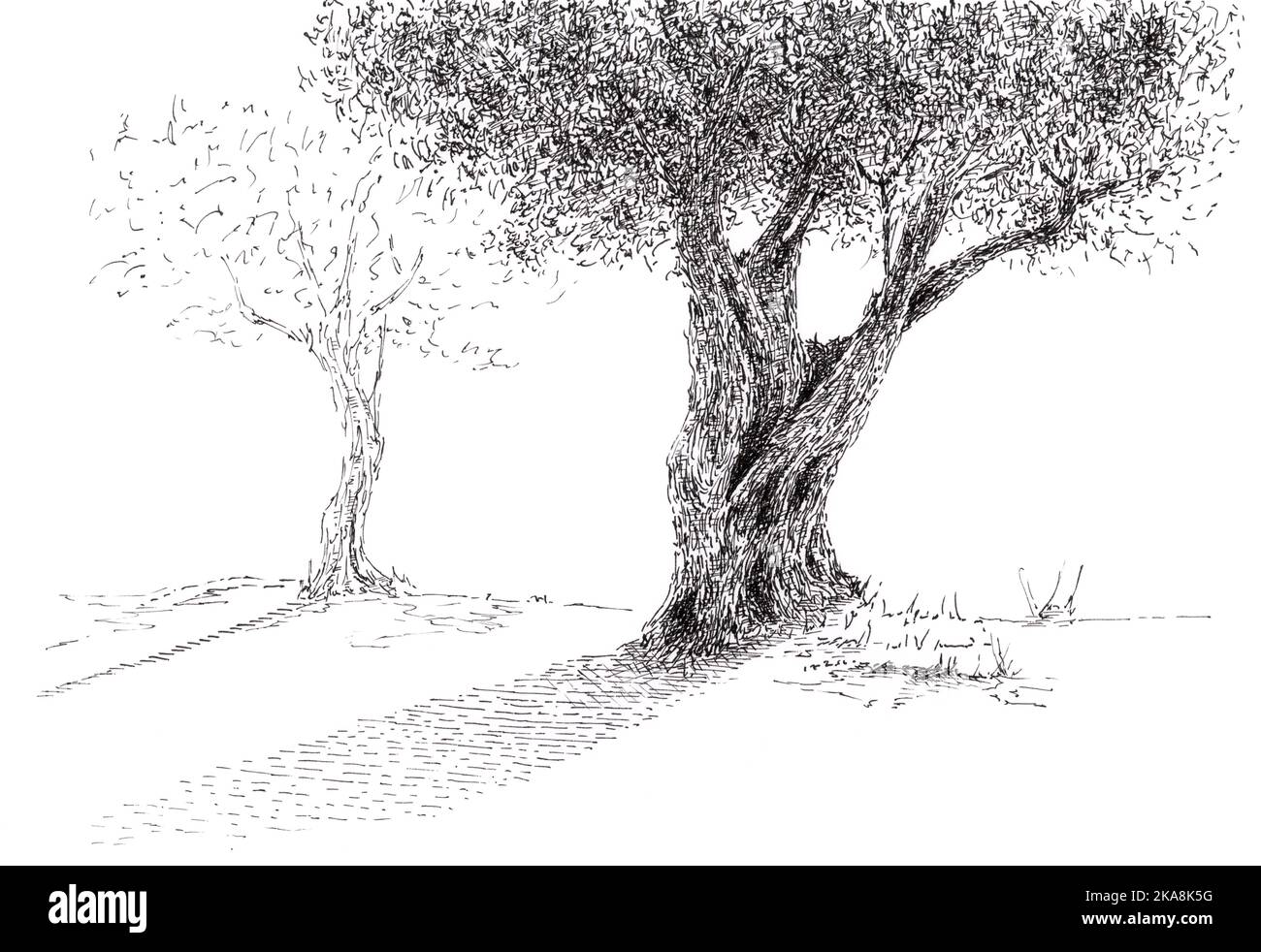 Trees. Ink on paper Stock Photo - Alamy