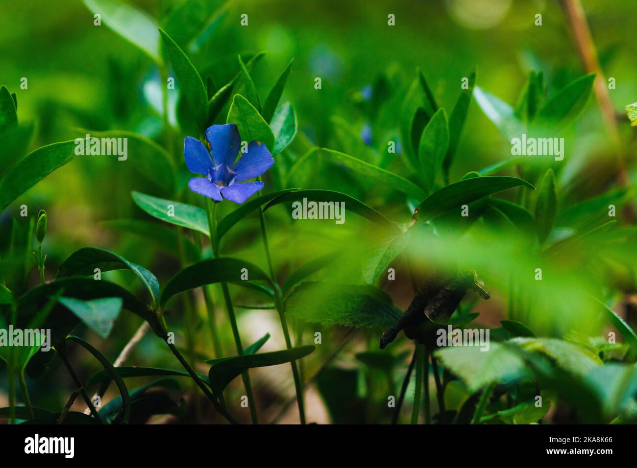 A closeup shot of a myrtle flower blooming in the garden on a sunny day with blurred background Stock Photo