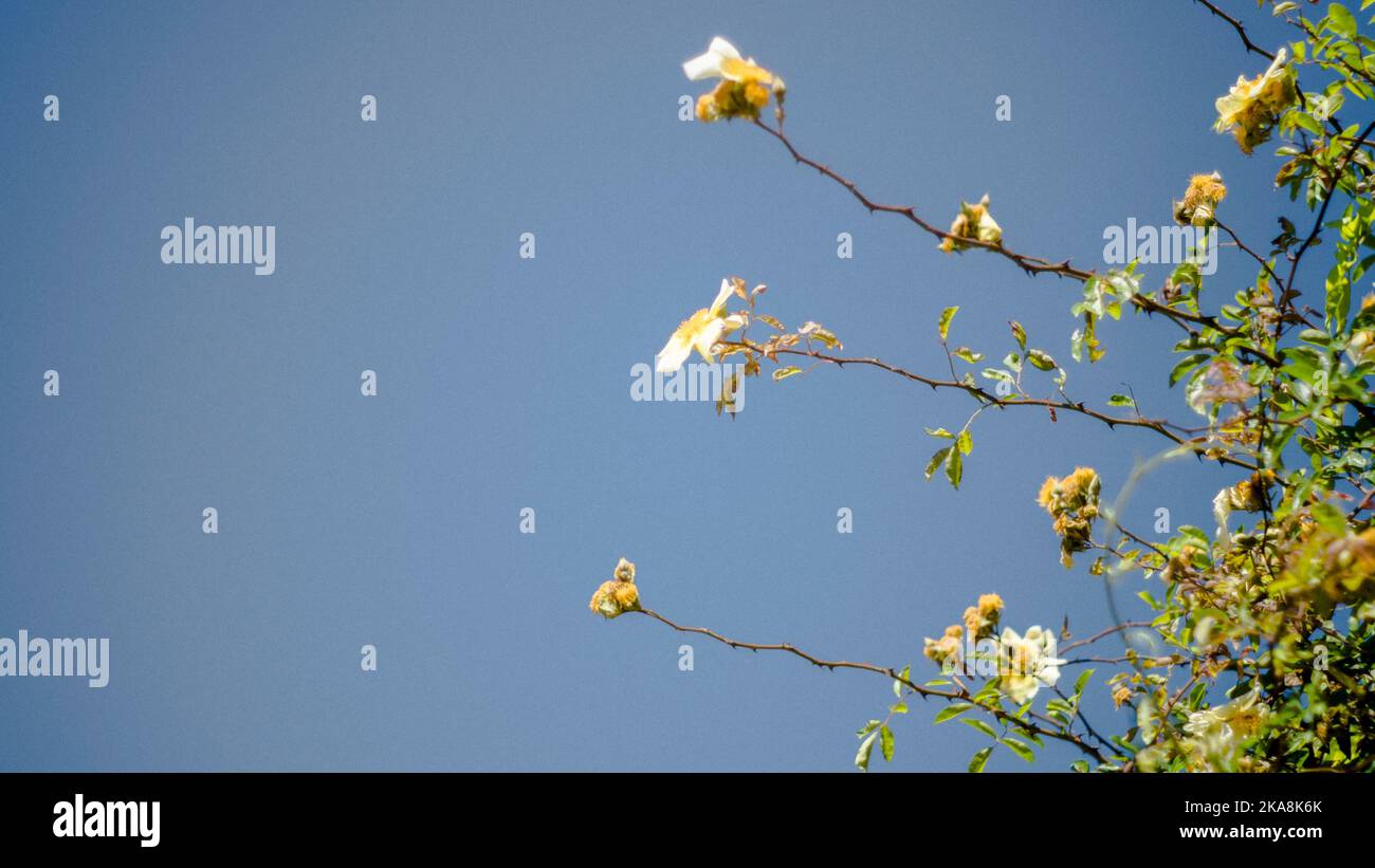 A thorny bush with white flowers against a clear blue sky at the Villa Bellini, the oldest urban park of Catania Stock Photo