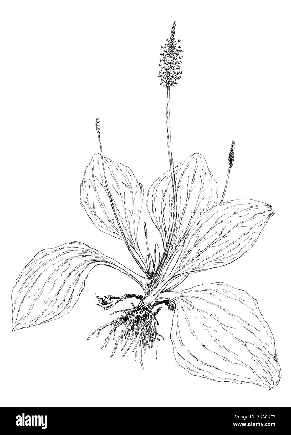 Plantain Plant Drawing Plantain Quote Print Readings By Della
