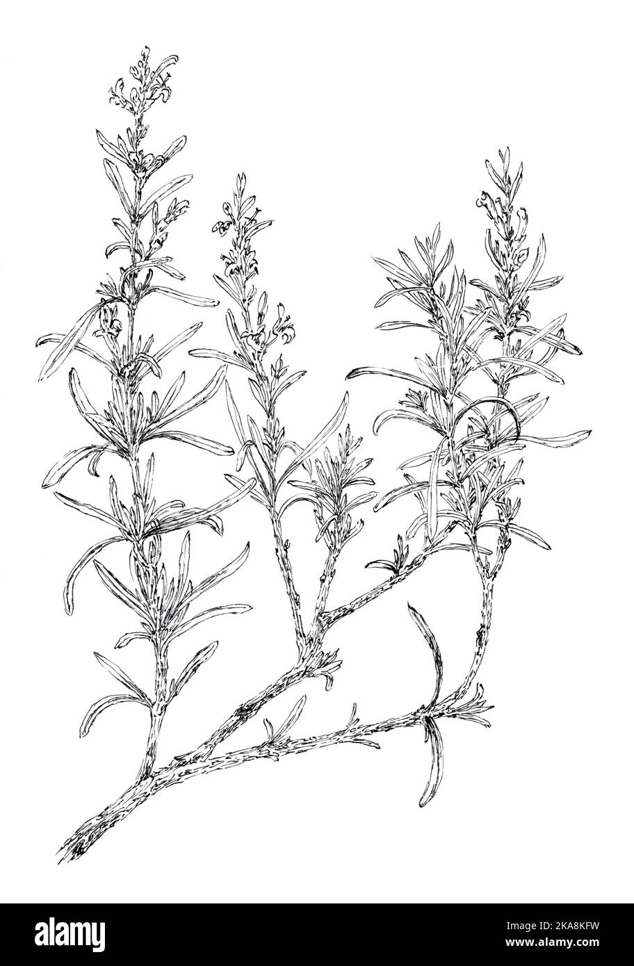 Rosemary flowering twig (Salvia rosmarinus) botanical drawing. Ink on paper. Stock Photo
