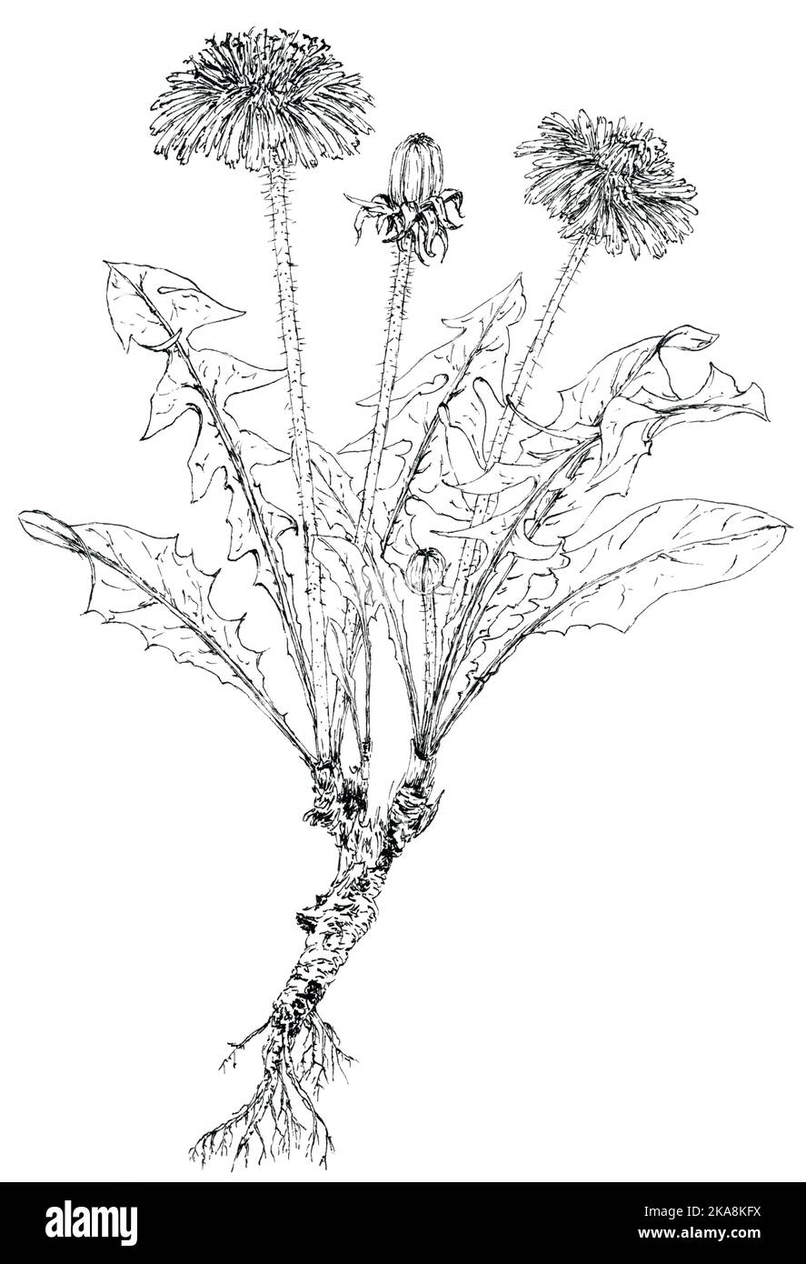 Dandelion plant (Taraxacum officinale) botanical drawing. Ink on paper. Stock Photo