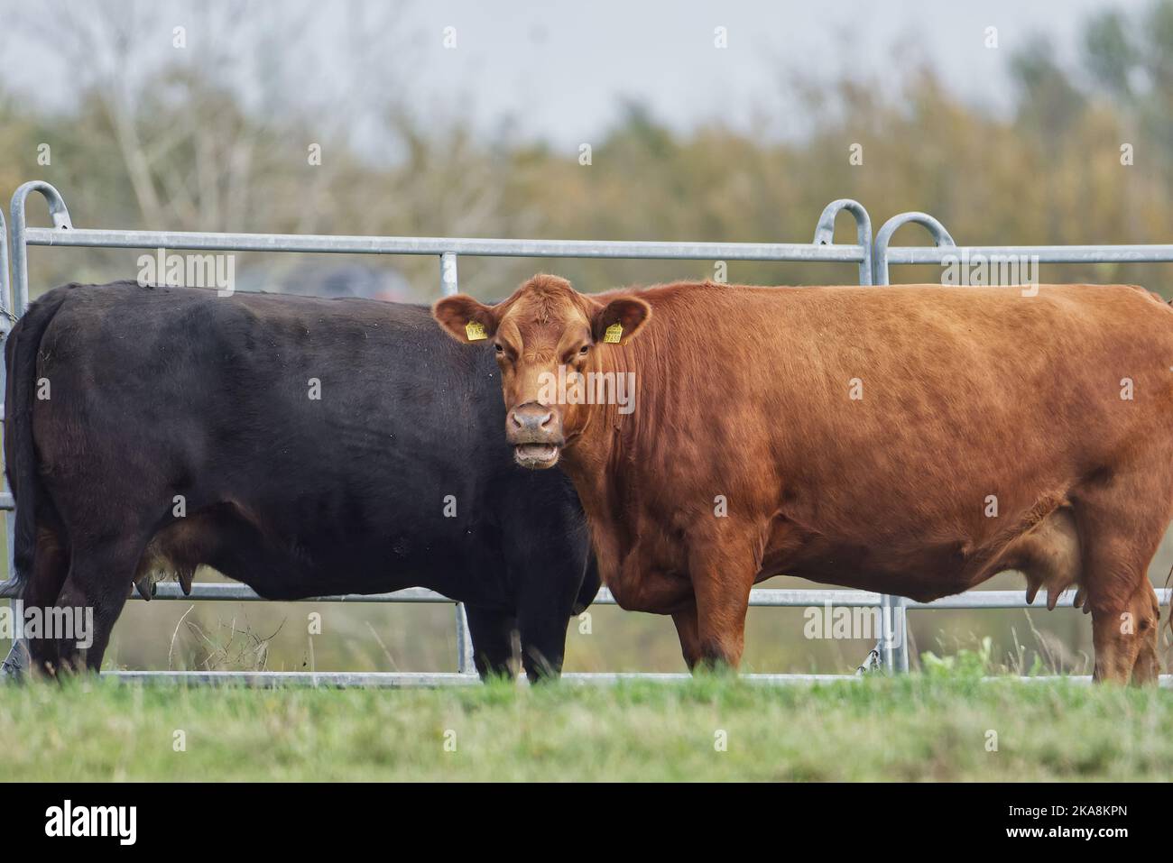 A closeup of black and red Angus cows in the pasture against the metal ...