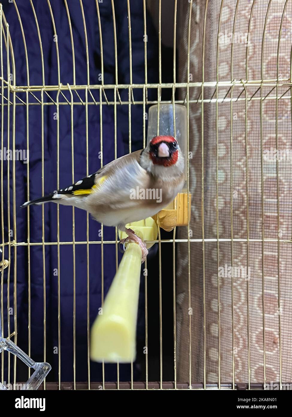 Single GoldFinch bird inside a small cage indoors Stock Photo Alamy