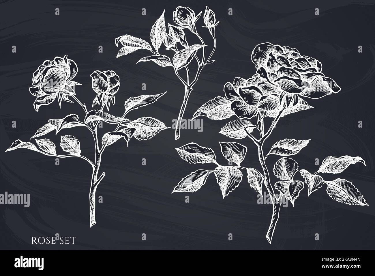 Gardening hand drawn vector illustrations collection. Chalk rose Stock