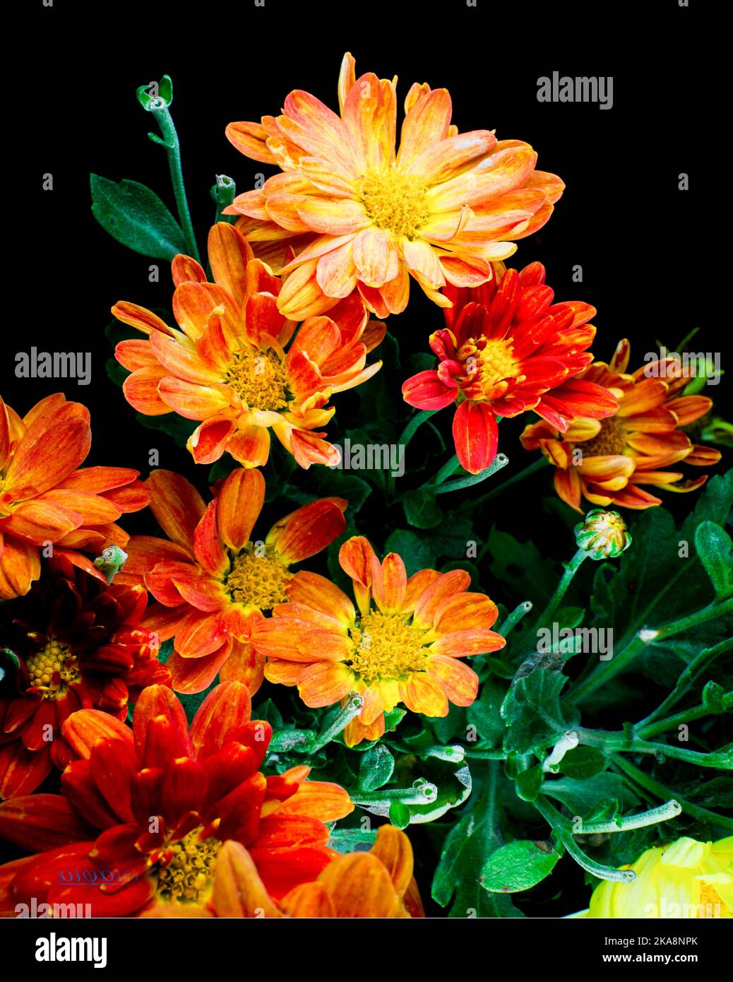 A vertical closeup shot of orange Chrysanthemum grandiflorum flowers Stock Photo