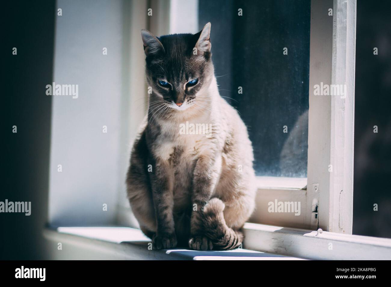An adorable Ojos Azules looking down while sitting on the windowsill