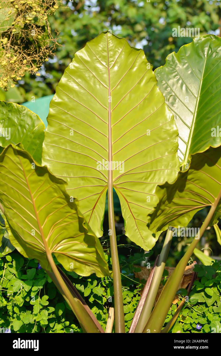Xanthosoma sagittifolium L Schott, Ear elephant or Giant alocasia or ARACEAE plant Stock Photo