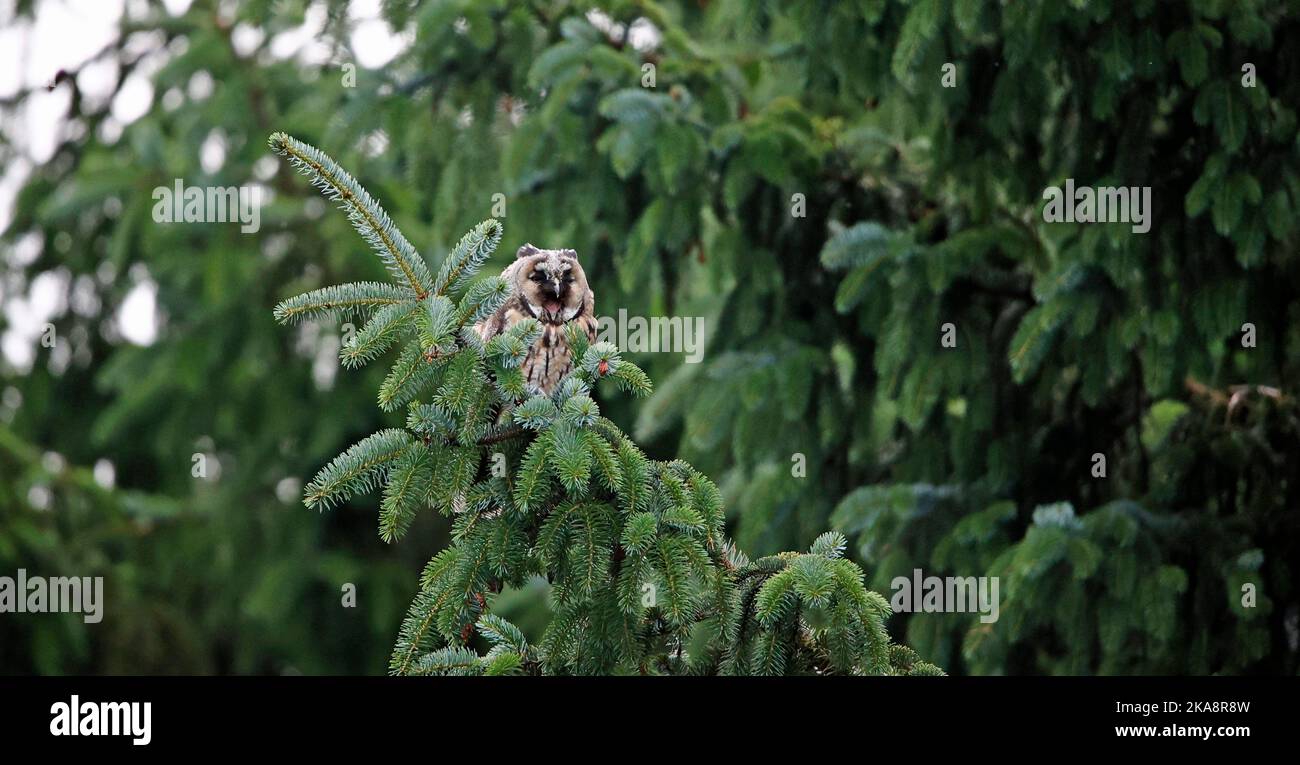 Juvenile long eared owl perched in a conifer tree Stock Photo