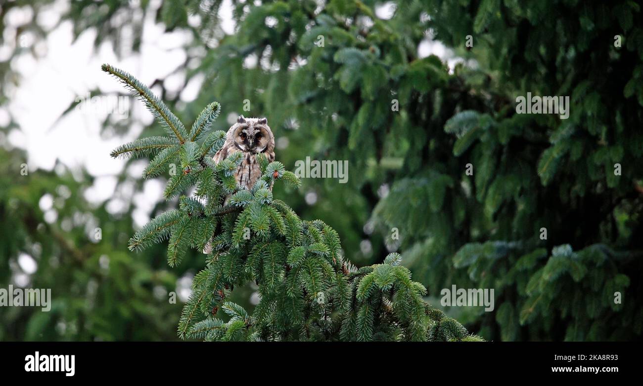 Juvenile long eared owl perched in a conifer tree Stock Photo