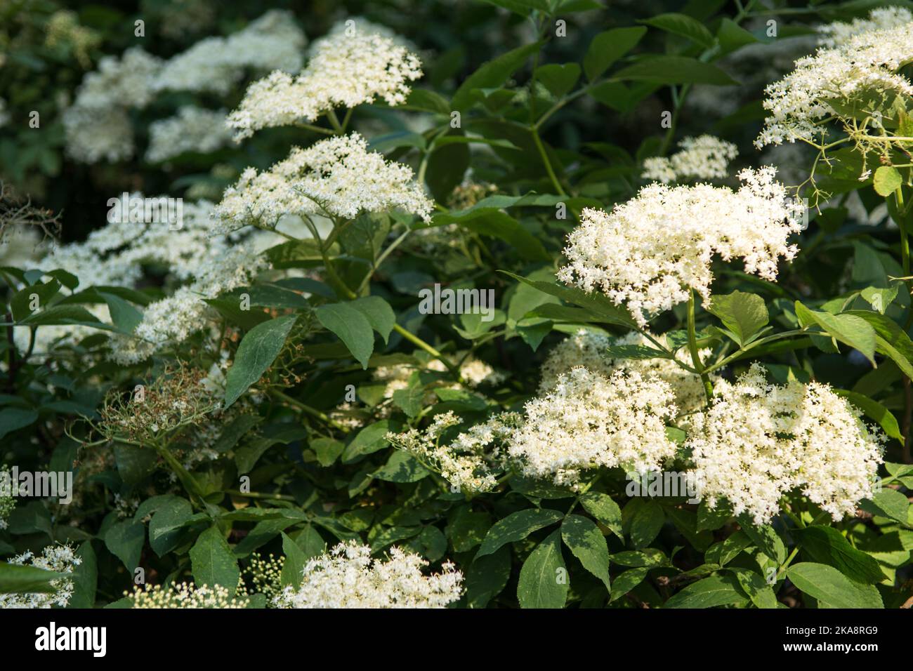 Closeup of elderflower blossom on a bush blooming in spring Stock Photo