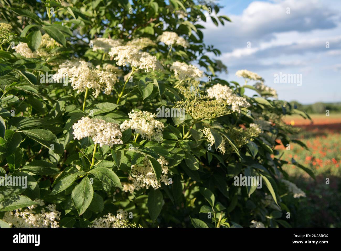 Elderflower bush blooming in spring Stock Photo