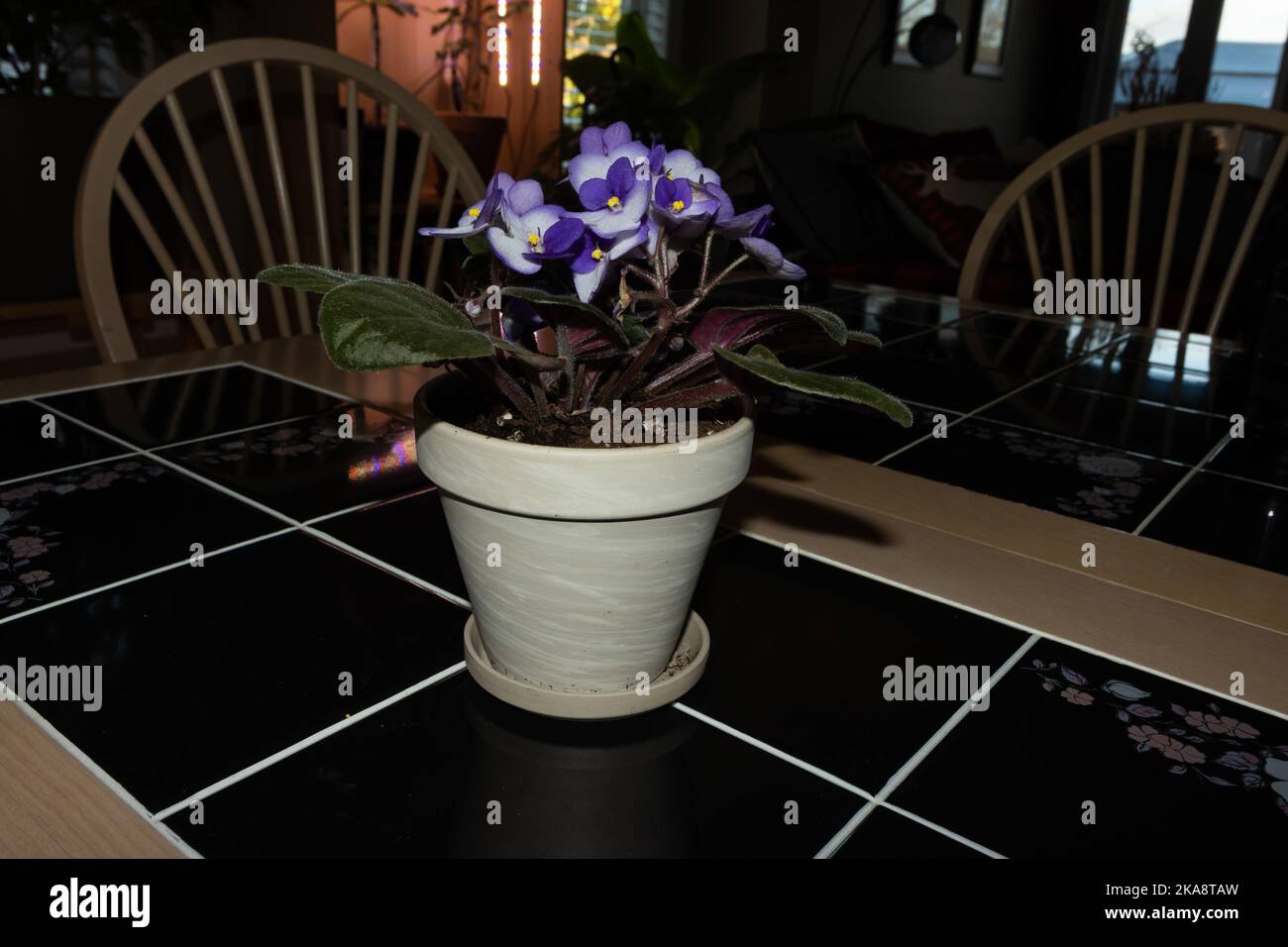 African violets take center stage on a table; unusual two-tone color Stock Photo