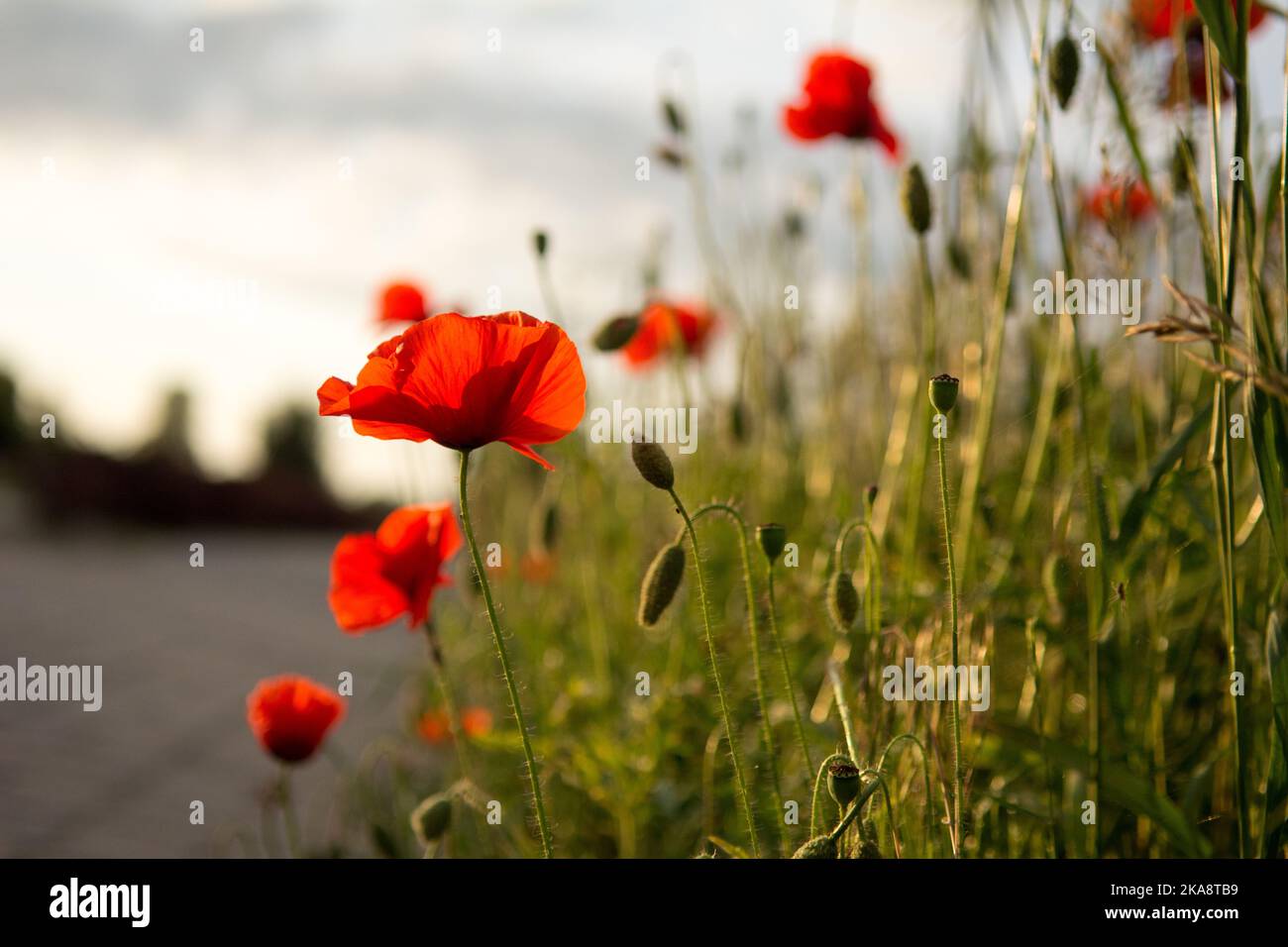 Red poppy flowers growing at the edge of a road Stock Photo - Alamy
