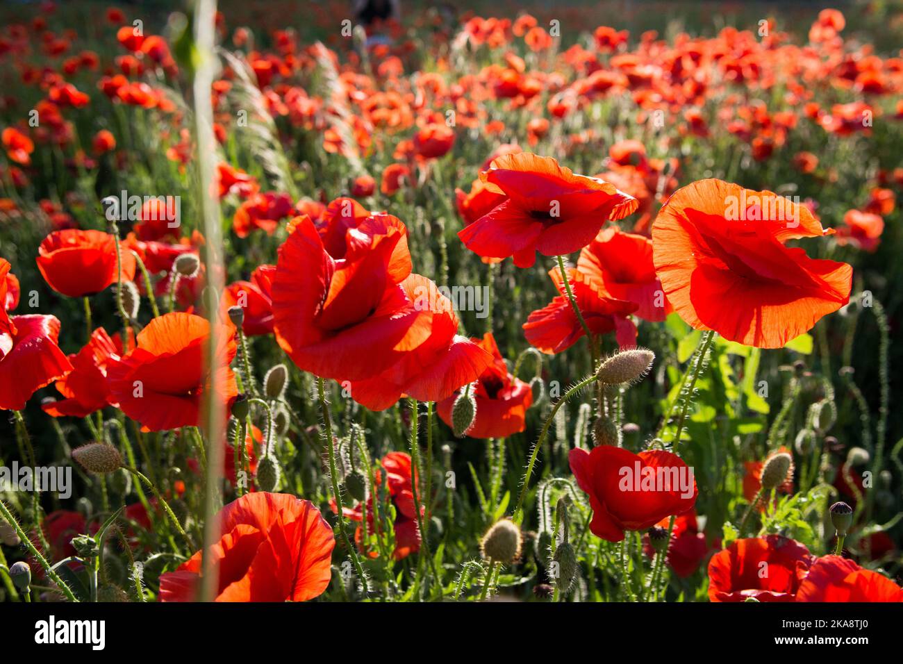 Field of red poppy flowers in full bloom Stock Photo